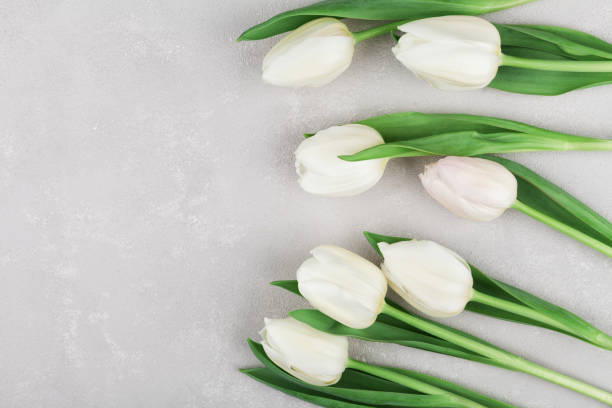 Background from tulips for Womens or Mothers Day. Flat lay. Spring tulip flowers border on gray stone table top view in flat lay style with space for text. Greeting card for Womens or Mothers Day. white tulips stock pictures, royalty-free photos & images
