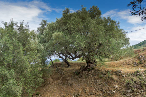 istock Olive forest in Zakynthos,Greece 642735404