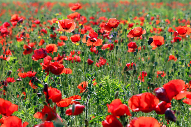 istock Morning on poppies flower meadow spring season 642735532