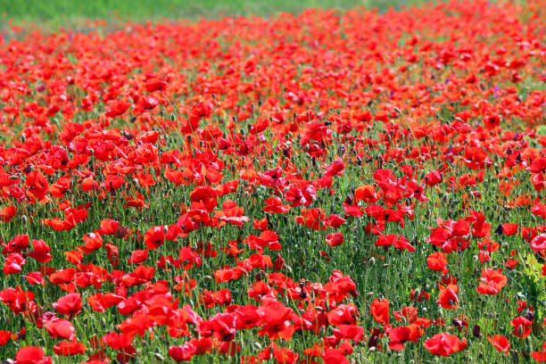 istock poppies flower field nature background 642735594