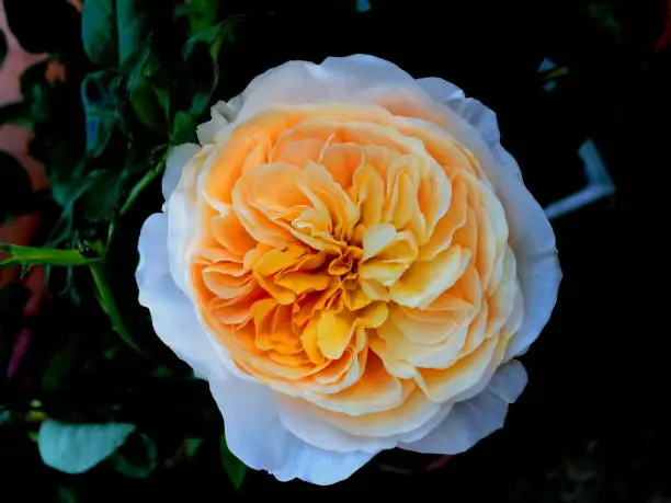 Photo of Juliet rose closeup