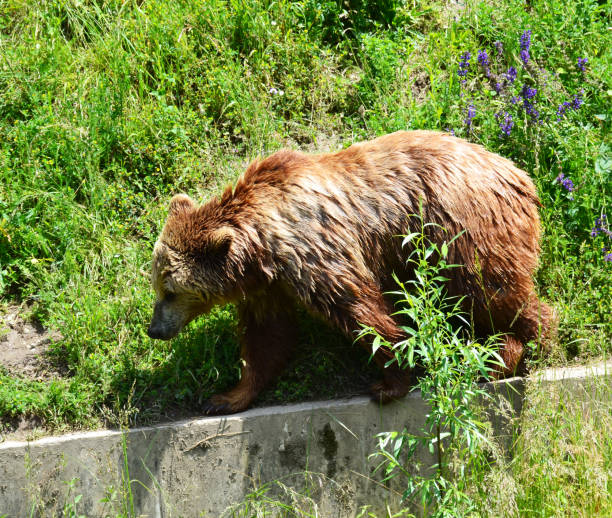 istock A brown bear in Bern, Switzerland. 642745094