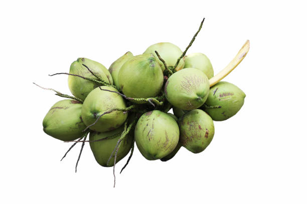 istock Green tropical coconut branch isolated in white background. 642745716