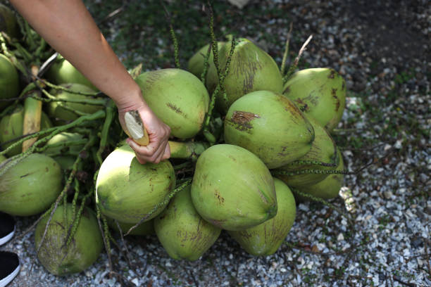 istock Green tropical coconut branch on the ground. 642745718