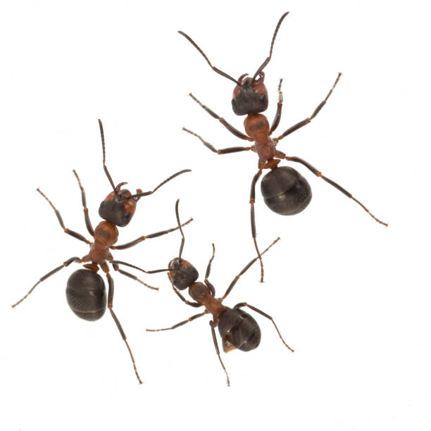 istock Ameise; Formica; rufa; Red; wood ant 642751502
