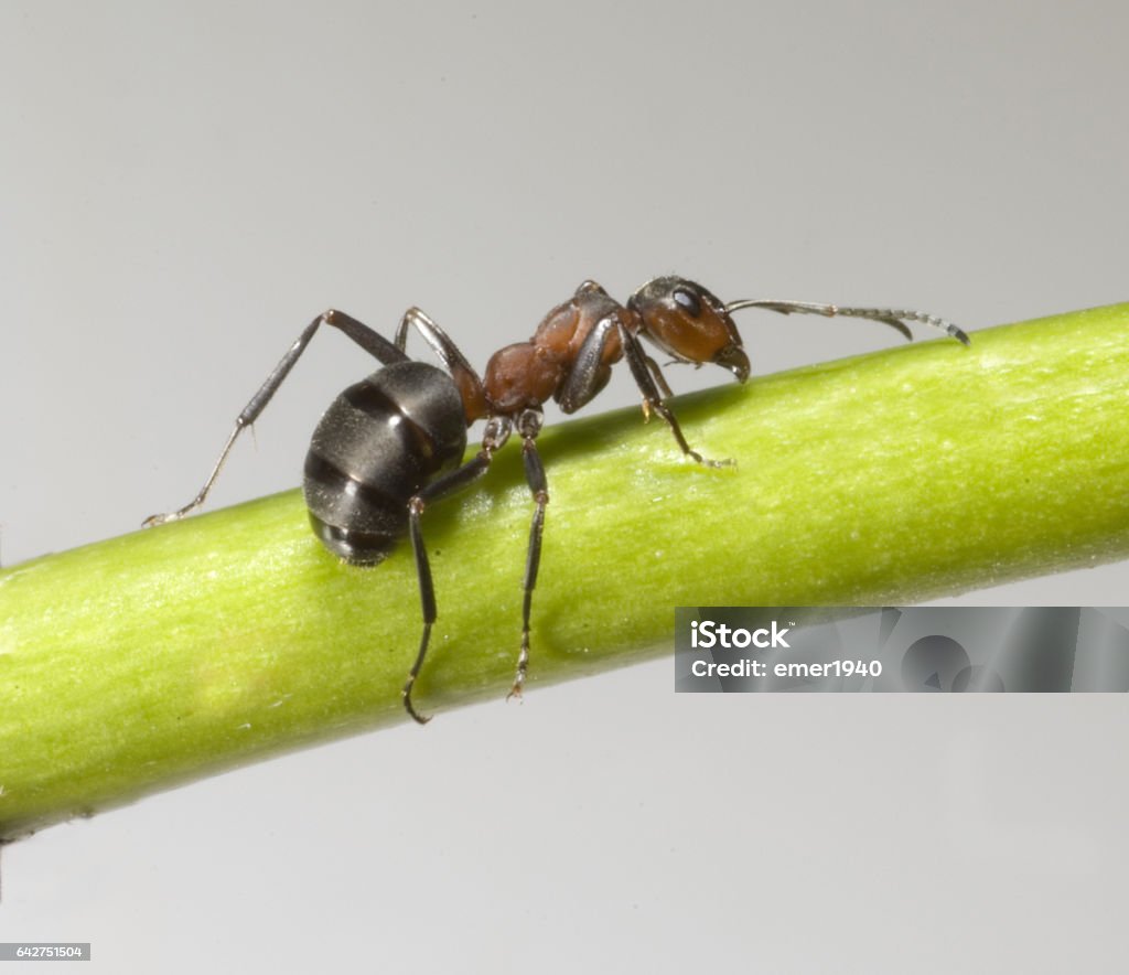 Ameise; Formica; rufa; Red; wood ant 1980-1989 Stock Photo