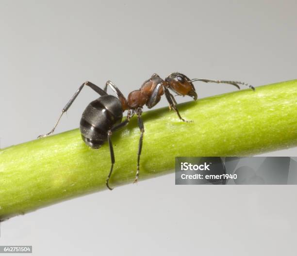 Ameise Formica Rufa Red Wood Ant Stock Photo - Download Image Now - 1980-1989, Animal, Ant
