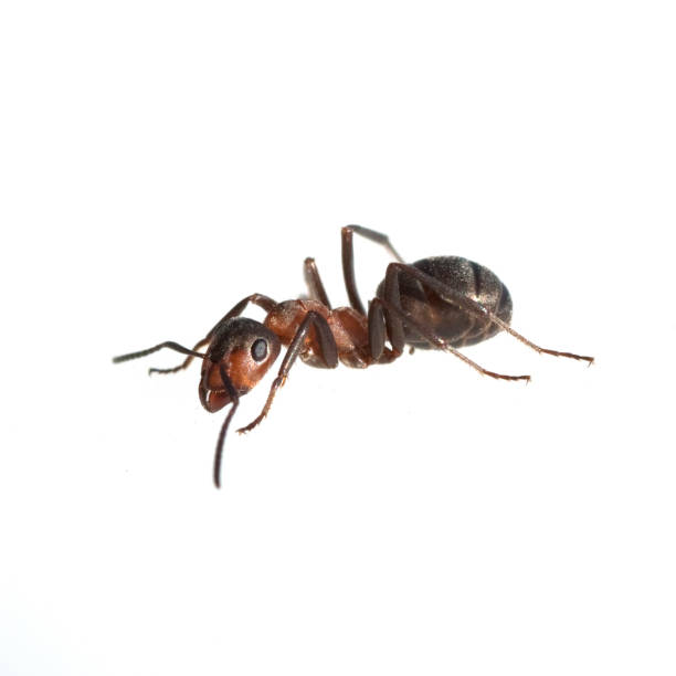 istock Ameise; Formica; rufa; Red; wood ant 642751600