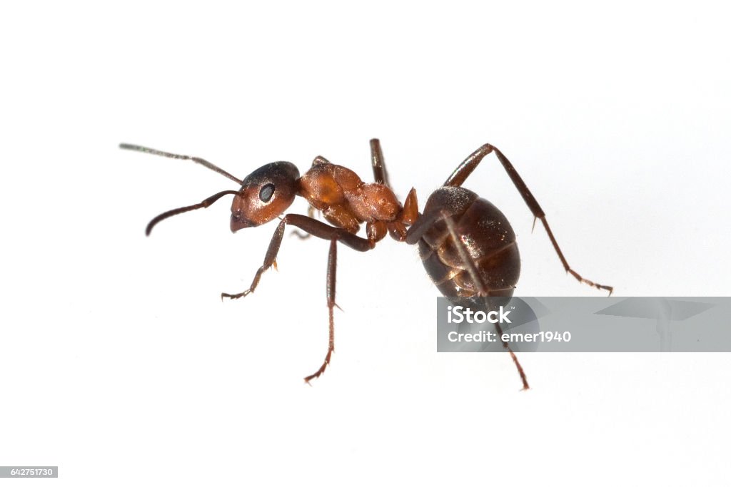 Ameise; Formica; rufa; Red; wood ant Wood Ant Stock Photo
