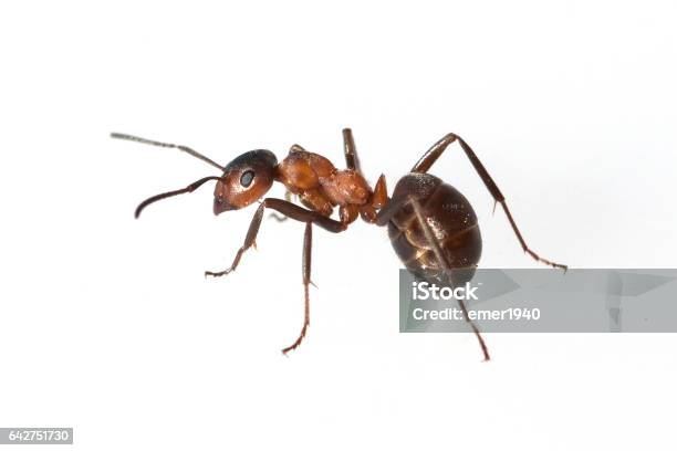 Ameise Formica Rufa Red Wood Ant Stock Photo - Download Image Now - Wood Ant, Cut Out, Animal