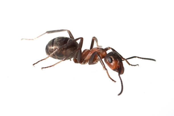 istock Ameise; Formica; rufa; Red; wood ant 642751742