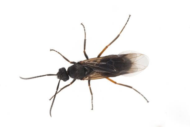 istock Ameise; Formica; rufa; Red; wood ant 642751804