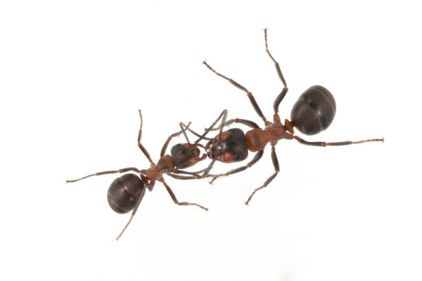 istock Ameise; Formica; rufa; Red; wood ant 642751814