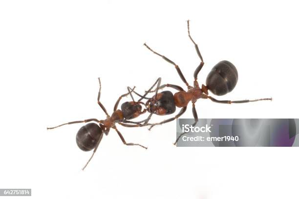 Ameise Formica Rufa Red Wood Ant Stock Photo - Download Image Now - Animal, Ant, Cut Out