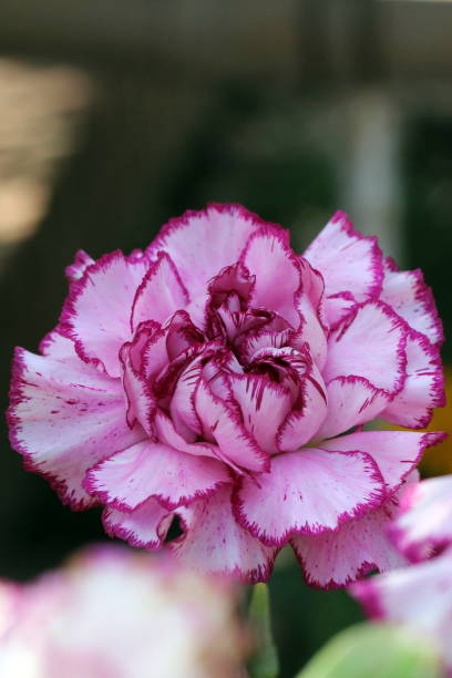 istock Beautiful flower in park 642751884