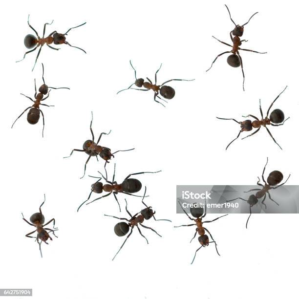 Ameise Formica Rufa Red Wood Ant Stock Photo - Download Image Now - Animal, Ant, Cut Out