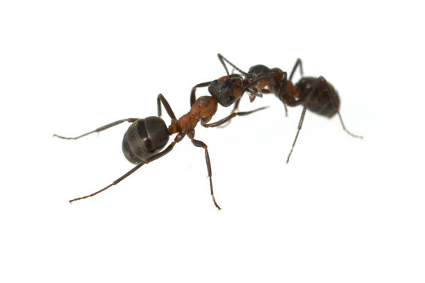 istock Ameise; Formica; rufa; Red; wood ant 642753974