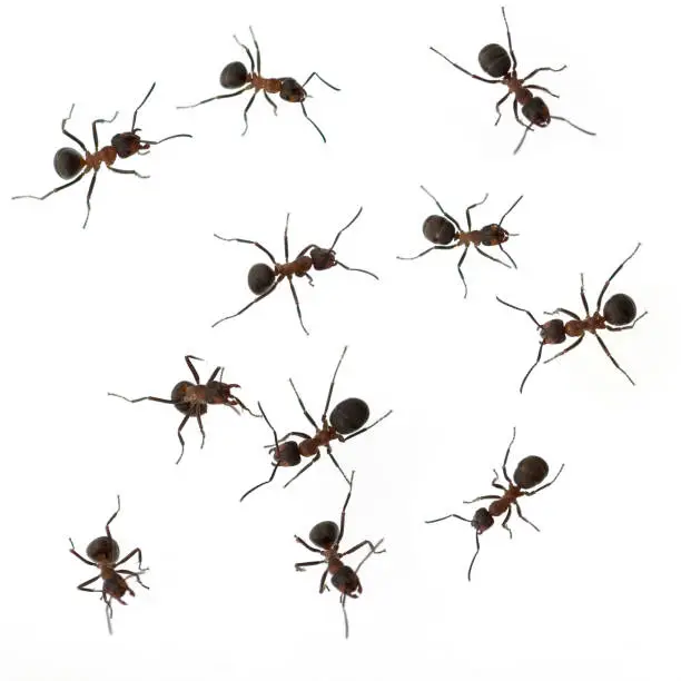 Photo of Ameise; Formica; rufa; Red; wood ant