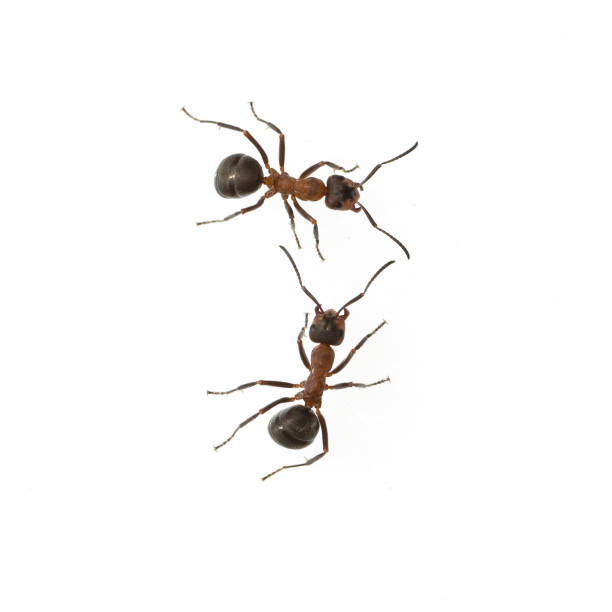 istock Ameise; Formica; rufa; Red; wood ant 642756004