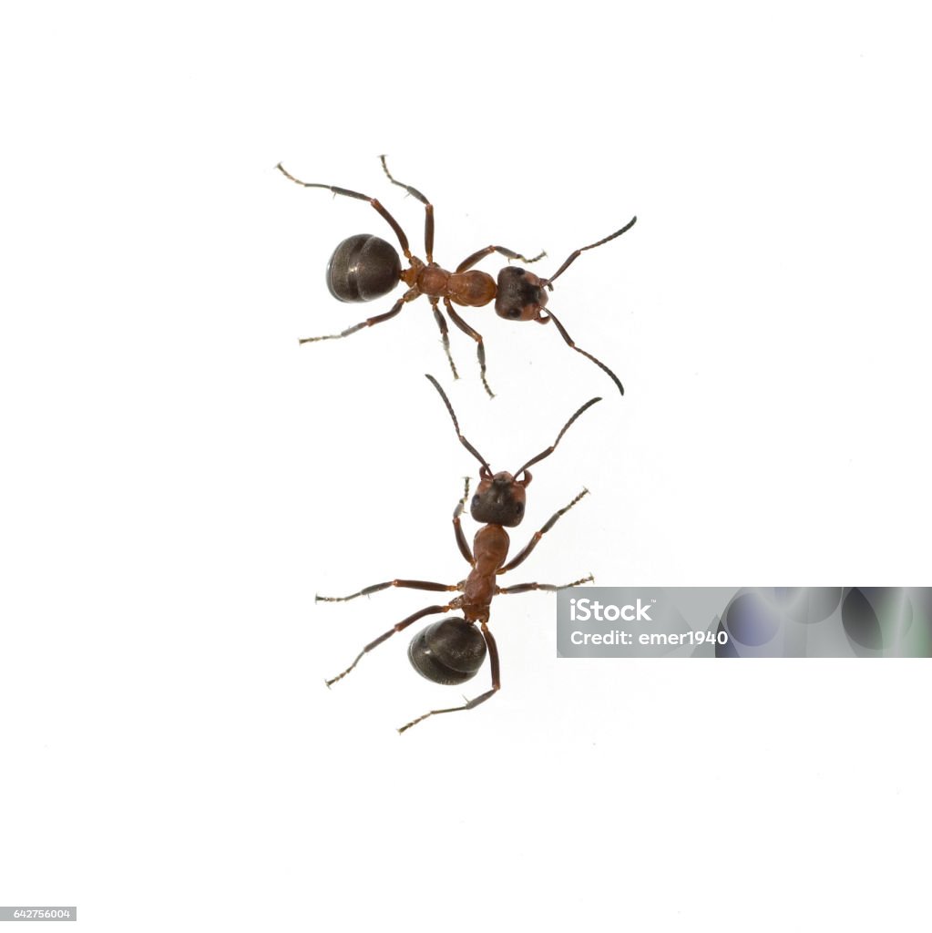 Ameise; Formica; rufa; Red; wood ant Animal Stock Photo