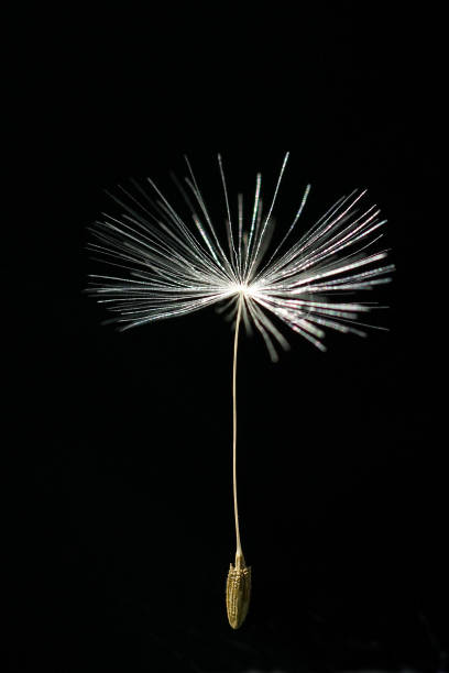 istock Dandelion; Taraxacum; officinale 642759760