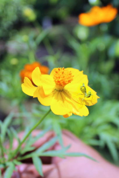 istock Beautiful flower in park 642761870