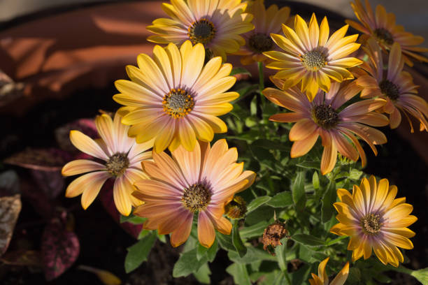 istock Yellow cape  daisy in garden 642768280