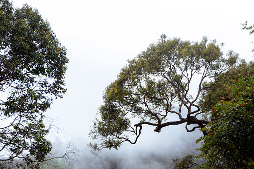 Forest mist