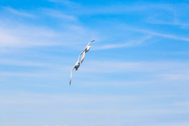 A view of a Mother and Juvenile Herring Gull on the ground
