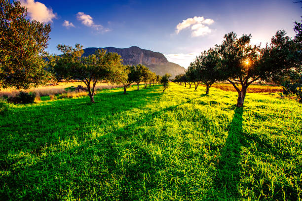 istock Green lawn and rays breaking through trees at sunset. 642781872