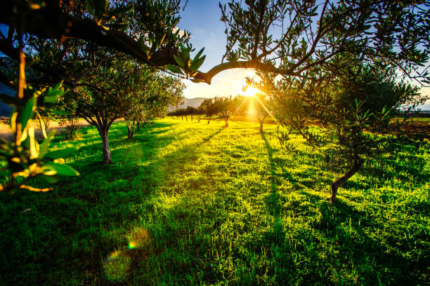 istock Green lawn and rays breaking through trees at sunset. 642784064