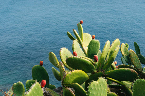 couple mature cactus barbelés et fruits contre l’eau - santas cap photos et images de collection