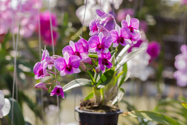 istock orchidaceous flower on green background 642785540