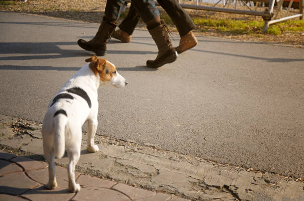 istock Stray dog at street 642791262