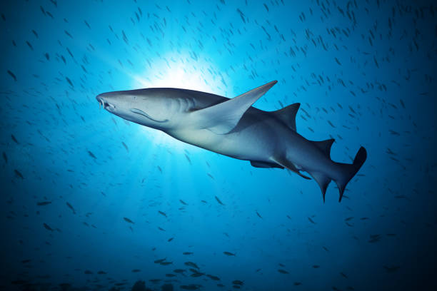 gran tiburón flotando en aguas profundas - indian ocean flash fotografías e imágenes de stock