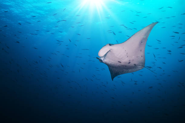 istock Beautiful big manta ray in deep blue ocean 642791360