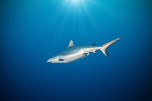 istock Whitetip shark floating in deep water 642791574