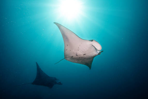 istock Beautiful big manta rays in deep blue ocean 642791710