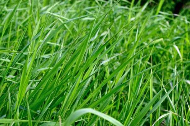 istock Bright long green grass summer background. Close-up. 642791832