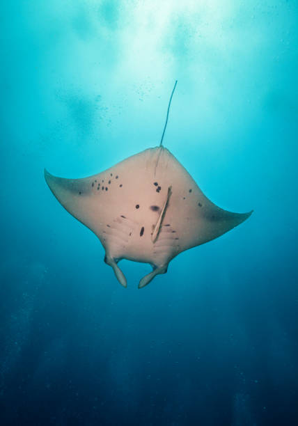 Beautiful big manta ray in deep blue ocean
