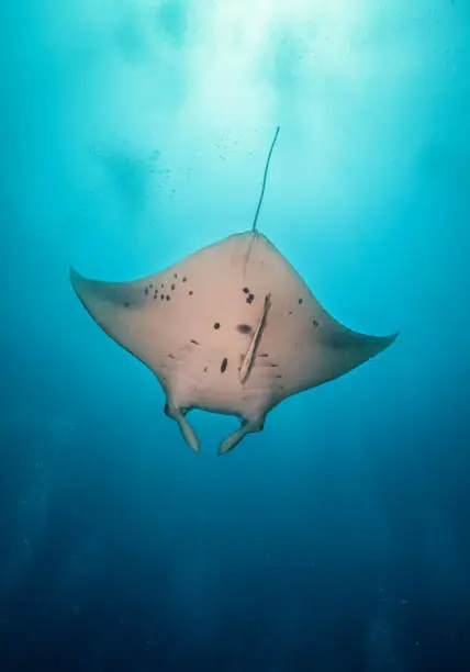 Beautiful big manta ray floating in deep blue ocean, Indian ocean, Maldives