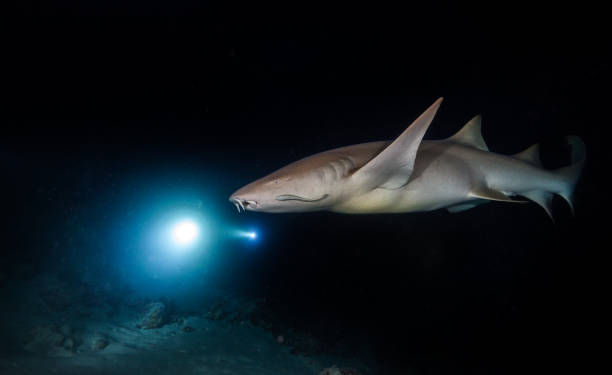 bonnethead haifisch-jagd bei nacht - whitetip reef shark stock-fotos und bilder