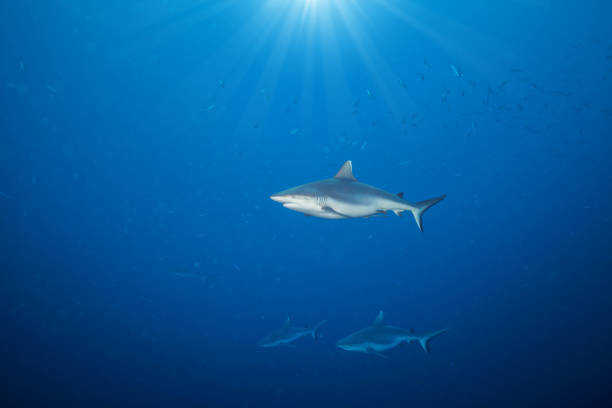 istock Whitetip sharks floating in deep water 642791994