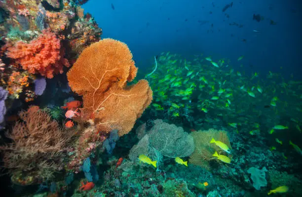 Beautiful soft coral reef in Indian ocean, Maldives. Underwater life and ecosystem