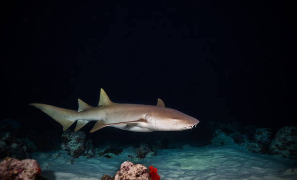caza de tiburón cazón en la noche - indian ocean flash fotografías e imágenes de stock