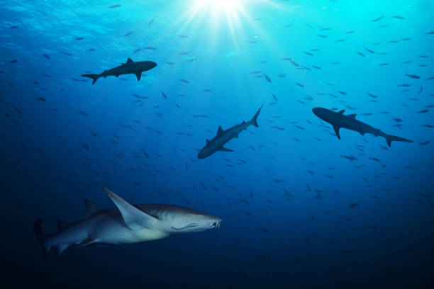 istock Group of sharks hunting smalls fish 642794634