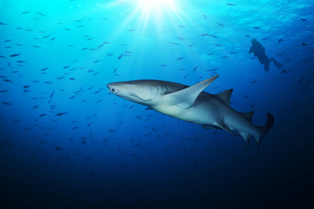 istock Bonnethead shark with silhouette of scuba diver 642794668
