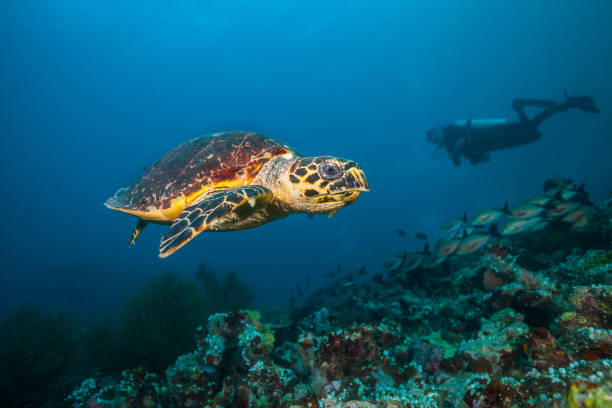 istock Maldivian hawkbill turtle floating on bottom of sea 642794694