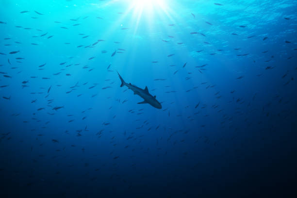silueta de los pescados del tiburón caza pequeños - indian ocean flash fotografías e imágenes de stock