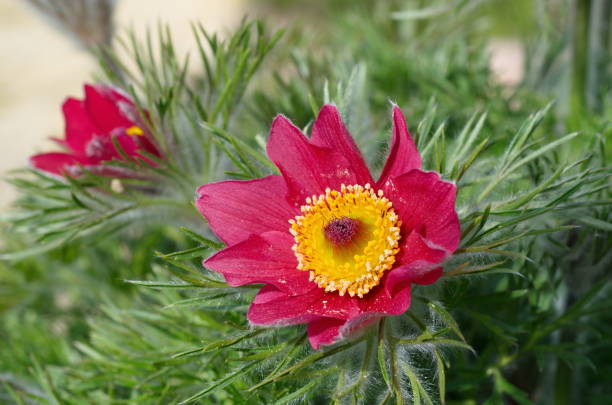 Spring flower Pulsatilla vulgaris closeup